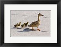 Framed Mallard hen and ducklings in Madison, Wisconsin