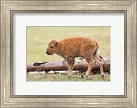 Framed Baby Bison, Yellowstone National Park, Wyoming