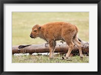 Framed Baby Bison, Yellowstone National Park, Wyoming