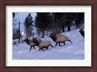 Framed Elk or Wapiti, Yellowstone National Park, Wyoming