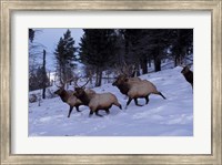 Framed Elk or Wapiti, Yellowstone National Park, Wyoming