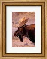 Framed Bull Moose, Grand Teton National Park, Wyoming