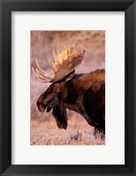 Framed Bull Moose, Grand Teton National Park, Wyoming