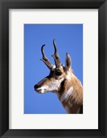 Framed Wyoming, Yellowstone NP, Male Pronghorn Wildlife