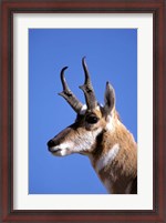 Framed Wyoming, Yellowstone NP, Male Pronghorn Wildlife