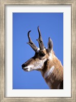 Framed Wyoming, Yellowstone NP, Male Pronghorn Wildlife