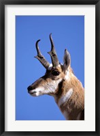 Framed Wyoming, Yellowstone NP, Male Pronghorn Wildlife