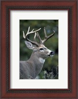 Framed White-tailed Deer, Buck, Washington
