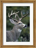Framed White-tailed Deer, Buck, Washington