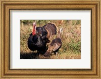 Framed Wild Turkey Tom and Hen