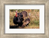 Framed Wild Turkey Tom and Hen