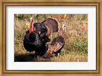 Framed Wild Turkey Tom and Hen