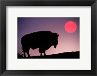 Framed Bison Silhouetted at Sunrise, Yellowstone National Park, Wyoming