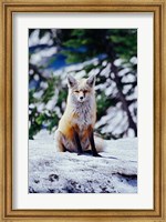 Framed Red Fox on Snow Bank, Mt Rainier National Park, Washington