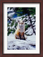 Framed Red Fox on Snow Bank, Mt Rainier National Park, Washington