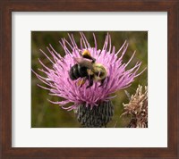 Framed Thistle and bumble bee