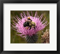 Framed Thistle and bumble bee