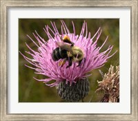 Framed Thistle and bumble bee