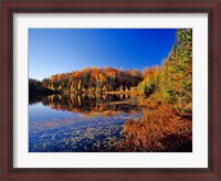 Framed Pond in the Chaquamegon National Forest, Cable, Wisconsin