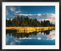 Framed Trees reflecting in Snake River, Grand Teton National Park, Wyoming