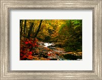 Framed Mountain Stream