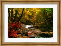 Framed Mountain Stream