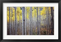 Framed Birch Woods