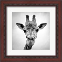 Framed Giraffe