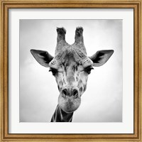 Framed Giraffe