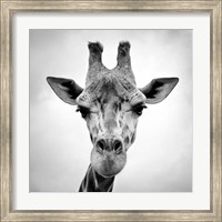 Framed Giraffe