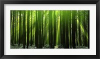 Framed Green Woods 3