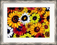 Framed Sunflower Mix