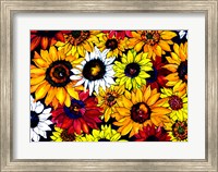 Framed Sunflower Mix