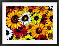 Framed Sunflower Mix