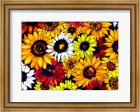 Framed Sunflower Mix