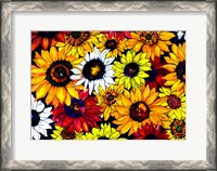 Framed Sunflower Mix