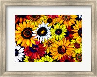 Framed Sunflower Mix