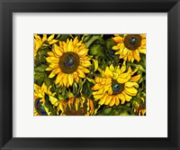 Framed Sunflowers On a Field of Green