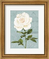 Framed Cream Rose I