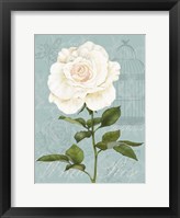 Cream Rose I Framed Print