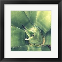Framed Succulent II