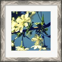 Framed Summer Blossom II