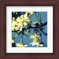Framed Summer Blossom II