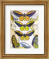 Framed Butterfly Map I