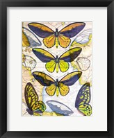 Butterfly Map I Framed Print