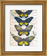 Framed Butterfly Map II