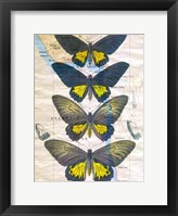 Butterfly Map II Framed Print