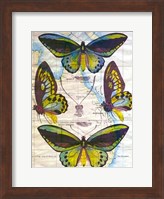 Framed Butterfly Map III