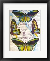 Butterfly Map III Framed Print