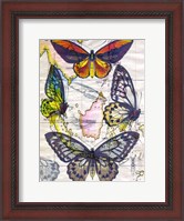 Framed Butterfly Map IV